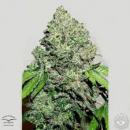 CBD- Auto Charlotte's Angel 3pk